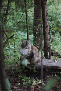 Cat sitting on tree in forest