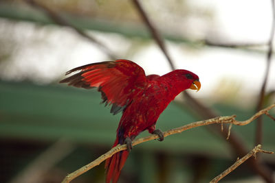 Close-up of bird perching on red outdoors