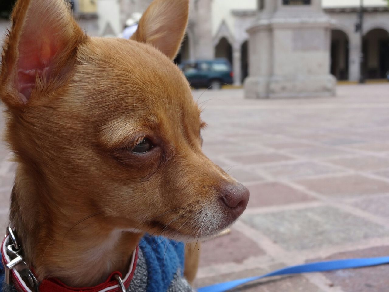 animal themes, domestic animals, one animal, mammal, dog, focus on foreground, pets, animal head, close-up, part of, animal body part, incidental people, livestock, day, cropped, brown, outdoors, street, looking away