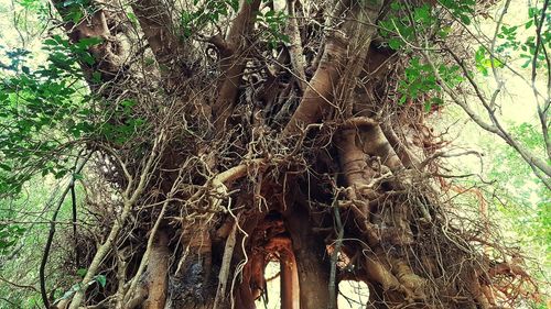 Low angle view of tree trunk in forest