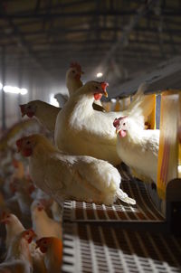 Laying hen perched on automatic nest