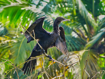 Bird perching on plants