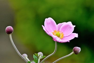 Close-up of pink flower buds