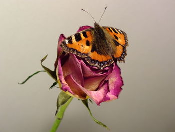 Close-up of butterfly on flower