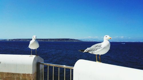 Seagull perching on blue sea against clear sky