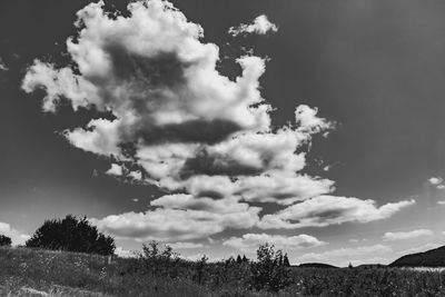 Low angle view of trees on field against sky