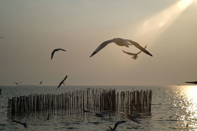 Seagulls flying over sea during sunset