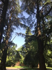 Low angle view of trees in forest against sky