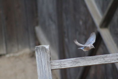 Close-up of bird flying over wooden post