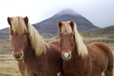 Horses on field against sky