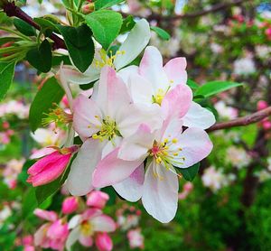 Close-up of pink flower blooming in garden