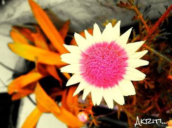 Close-up of pink flower