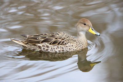 Duck swimming