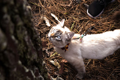 High angle portrait of a cat