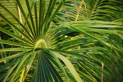 Full frame shot of palm tree