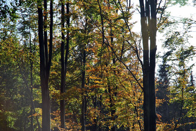 Trees in forest