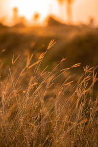 Grass along the way