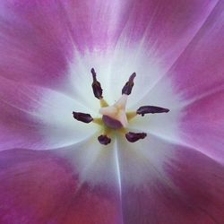 Full frame shot of pink flower