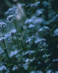 Close-up of white flowering plant