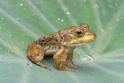 Close-up of lizard