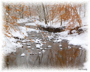 Reflection of trees in water