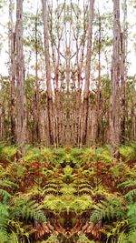 View of trees in forest