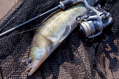 Close-up of fish in water