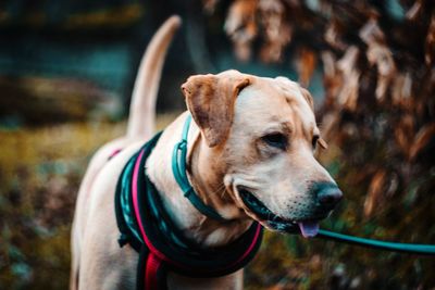 Close-up of dog outdoors