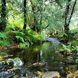 Stream flowing through rocks in forest