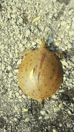 Close-up of food on table