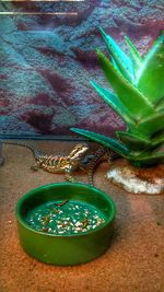 Close-up of snake