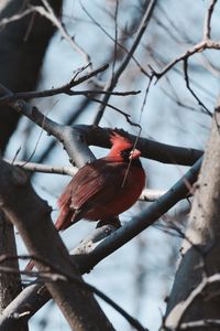 Close-up of bird perching on branch