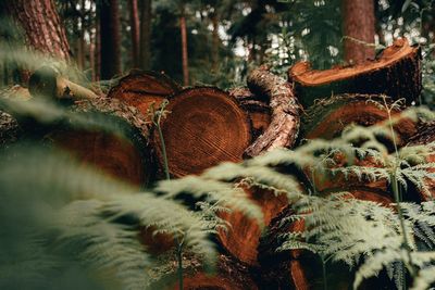 Stack of logs in forest