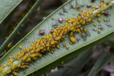 Close-up of yellow insects on green leaf