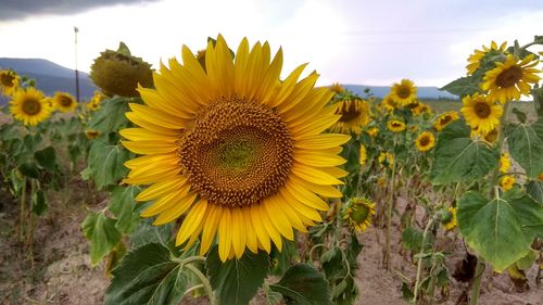 Close-up of sunflower on field against sky