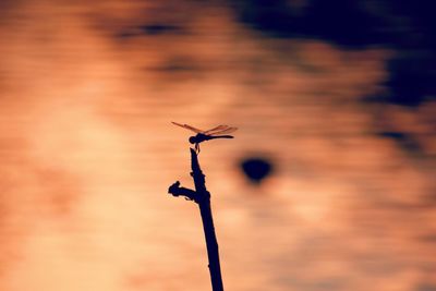 Close-up of silhouette plants at sunset