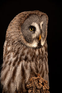 Close-up portrait of owl