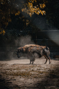 American bison enjoying a sunny day 