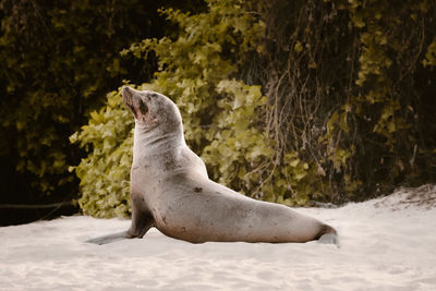 Close-up of sea lion