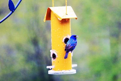 Close-up of bird perching on feeder