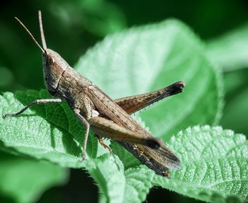 Close-up of insect on leaf
