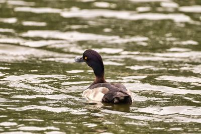 Duck swimming in lake