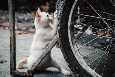 Cat sitting on a bicycle