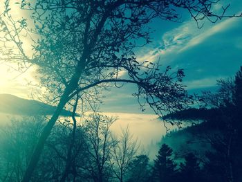 Low angle view of silhouette trees against sky