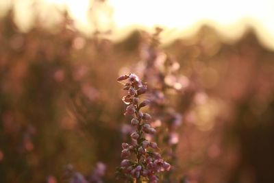 Close-up of insect on flower