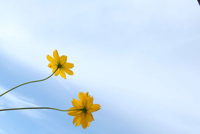 Low angle view of yellow flowering plant against sky