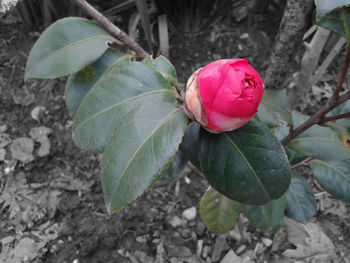 Close-up of pink rose