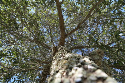 Low angle view of tree against sky