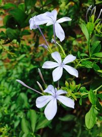 Close-up of flowers blooming outdoors