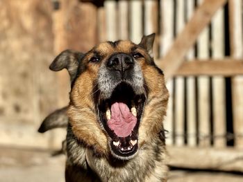 Close-up of dog yawning